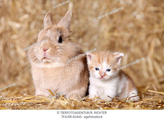 lion-headed rabbit and kitten