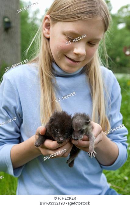 common raccoon (Procyon lotor), girl with orphelin whelp and a raccoon dog whelp (Nyctereutes procyonoides) in hands which are raised together in human charge