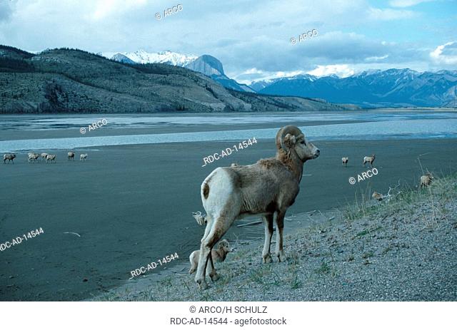Bighorn Sheep Athabasca River Jasper national park Alberta Canada Ovis canadensis side