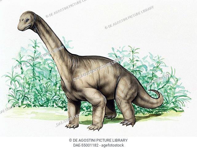 Camarasaurus sp, Camarasauridae, Jurassic. Illustration