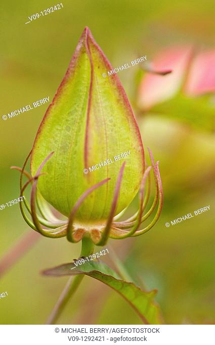 Bud of flower (Hibiscus cacineus), USA
