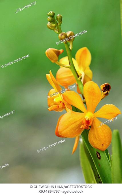 Orchid, Mokara Orchid Gold Flower