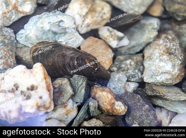 28 May 2020, Saxony, Bad Brambach: A river pearl mussel lies in the tank in a breeding station. The same day the release of river pearl mussels began