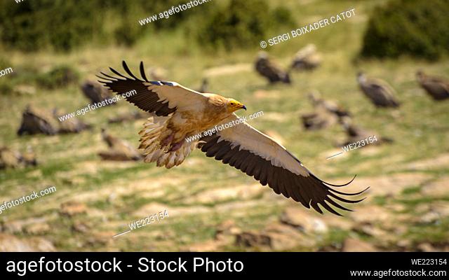 Egyptian vulture in the Boumort range (Lleida Pyrenees, Catalonia, Spain)