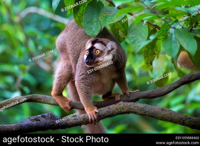 A ring-tailed lemur in the forest of Madagascar