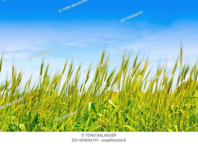 Balearic green wheat field in Formentera island