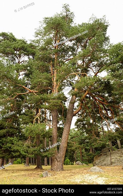 Scots pine (Pinus sylvestris) is an evergreen tree native to north and central Eurasia and mountains of southern Europe and Turkey