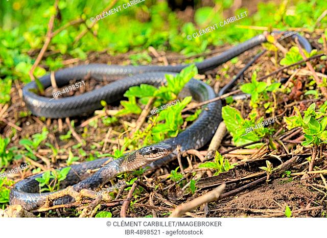 Sulawesi Endemic Rat Snake (Ptyas dipsas), Sulawesi