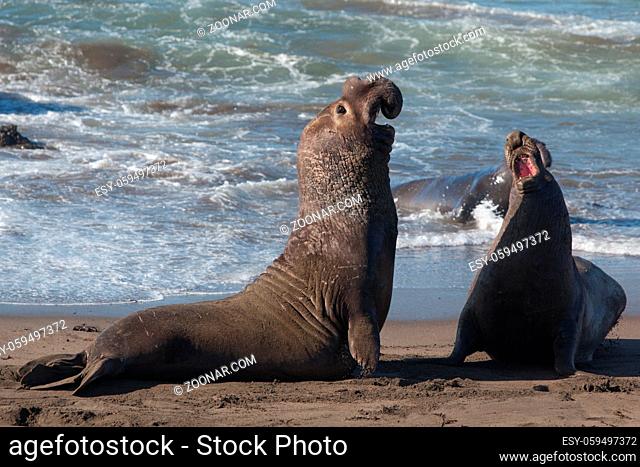 Elephant seals fight during mating season near San Simeon, California, USA