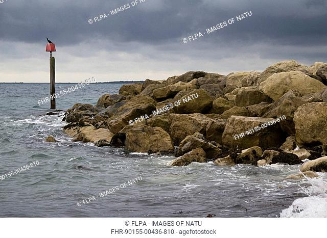 Coast protection breakwater, with Great Cormorant Phalacrocorax carbo on post, Ringstead Bay, Dorset, England, november