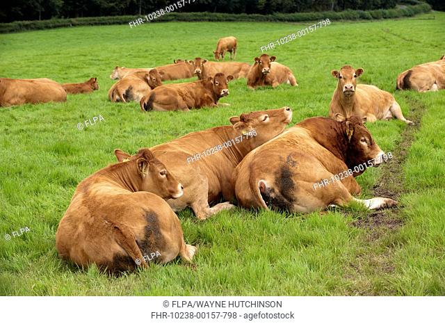 Domestic Cattle, Limousin bull and cows, herd resting in pasture, England, july