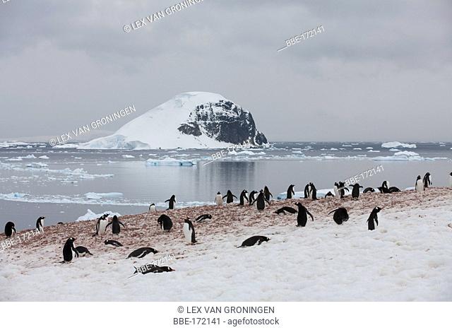 Gentoo Penguins (Pygoscelis papua) on Danco Island with Cuverville Island in the background Errera Channel, Antarctic Peninsula