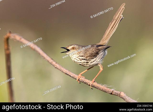 Karoo Prinia (Prinia maculosa), adult singing from a dead branch, Western Cape, South Africa