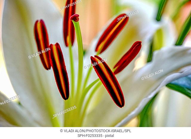 Stamens of a Hippeastrum flower with white filaments and prominent anthers carrying pollen