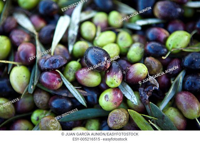 Green and purple olive fruits, Badajoz, Spain
