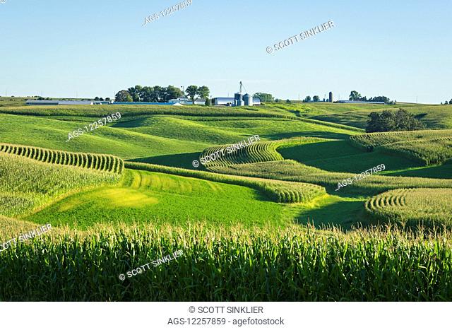Alfalfa fields and corn fields are terraced among dairy farms; Iowa, United States of America