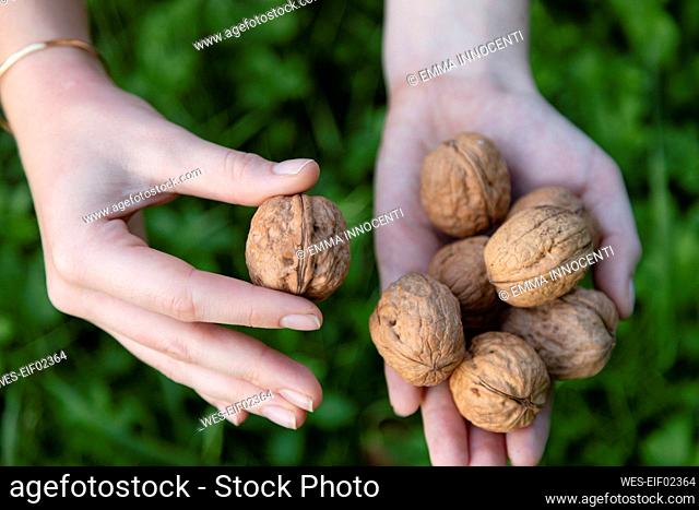 Young woman picking walnut from bunch