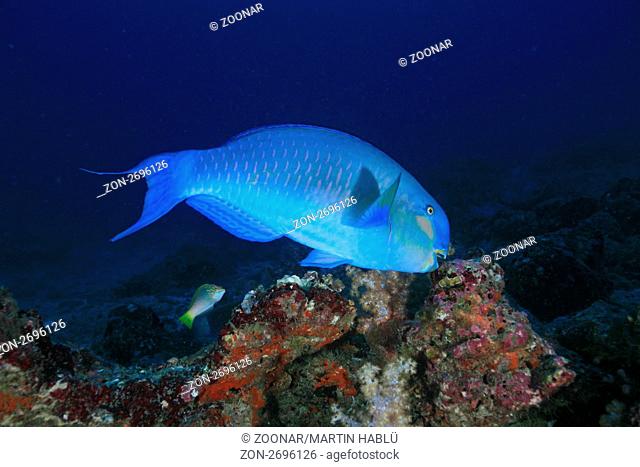 Indischer Buckelkopf, Scarus strongylocephalus, Nord Male Atoll, Malediven, Indischer Ozean, Sheephead Parrotfish, North Male Atoll, Maldives, Indian Ocean