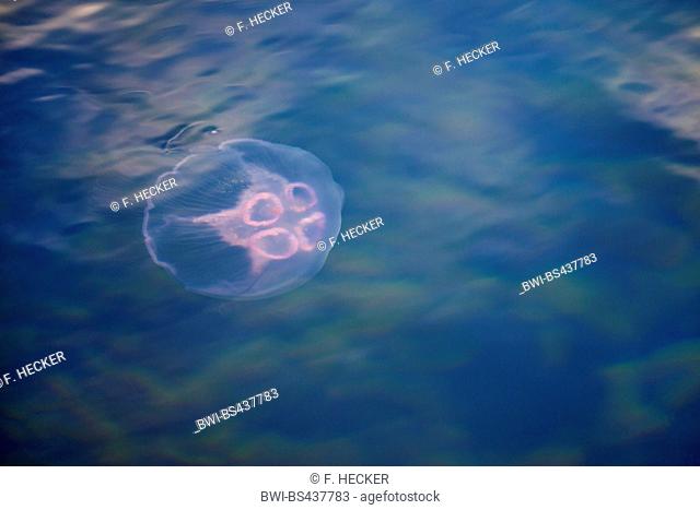 Moon jelly, Common jellyfish (Aurelia aurita), Germany