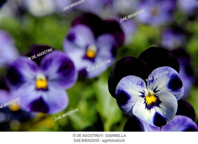 Garden Pansy (Viola sp), Violaceae, Borromeo Palace, Isola Bella, Borromean Islands, Lake Maggiore, Piedmont, Italy