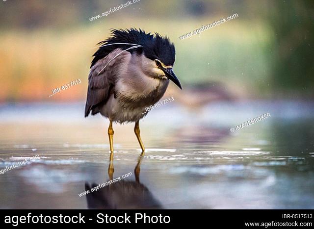 Black crowned night heron (Nycticorax nycticorax) in the water, Pusztaszer, Hungary, Europe