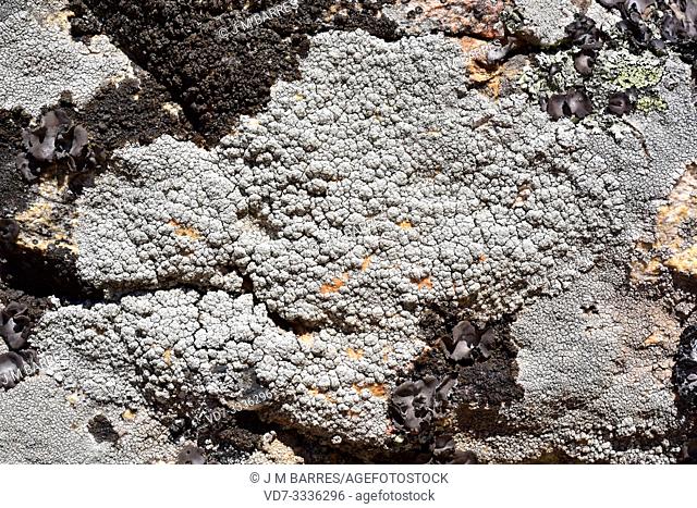Pertusaria amara is a crustose lichen with soralia. This photo was taken in La Albera, Girona province, Catalonia, Spain