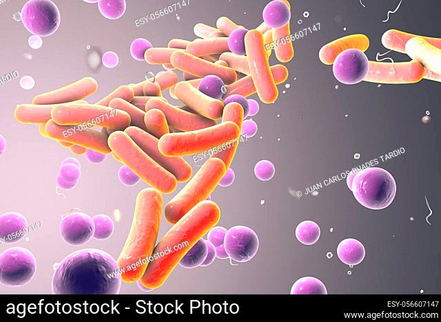 Rod-shaped and spherical bacteria, Escherichia coli, Salmonella