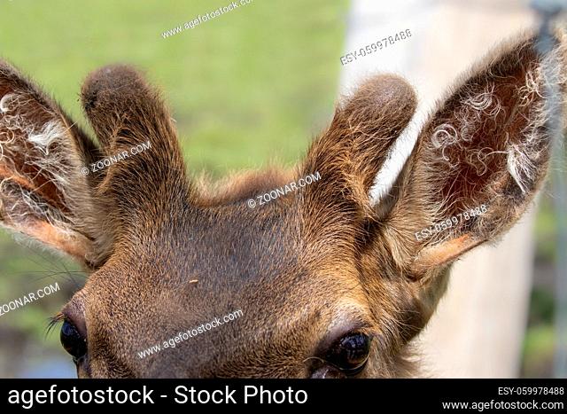The young elk (Cervus canadensis), also known as the wapiti with growing antlers in velvet