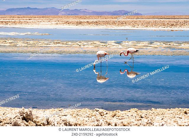 Chilean Flamingo (left : Phoenicopterus chilensis and right : Phoenicoparrus andinus). Chaxa Lagoon, Soncor Sector, Salar de Atacama