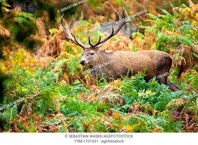 Red deer, Cervus elaphus, Great Britain