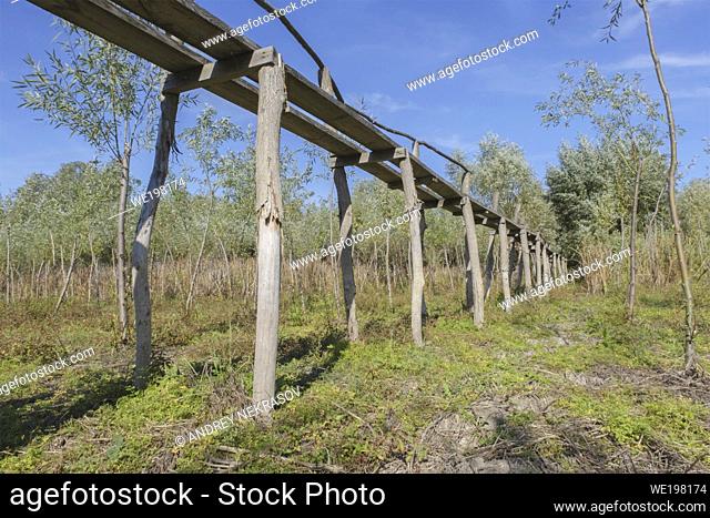 Wooden footbridge through the reeds over flood-meadow. Kartal Eco Park, Orlovka village, Reni raion, Odessa oblast, Ukraine, Eastern Europe