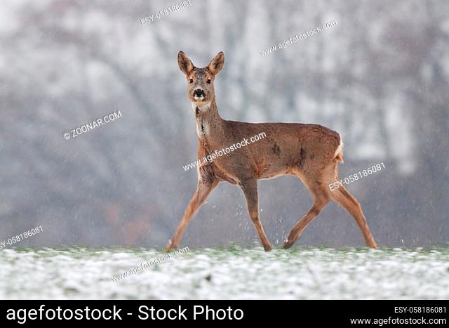 Roe deer, capreolus capreolus, walking on meadow in wintertime nature. Animal wldlife moving fast on snowy field in winter
