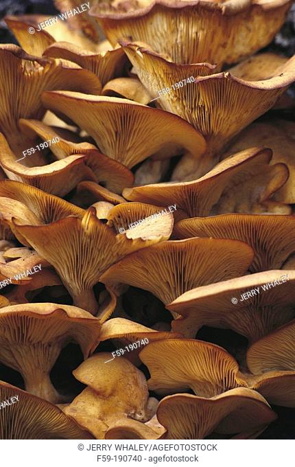 Jack O'Lantern Mushroom (Omphalotus illudens). Great Smoky Mountains NP. Tennessee. USA