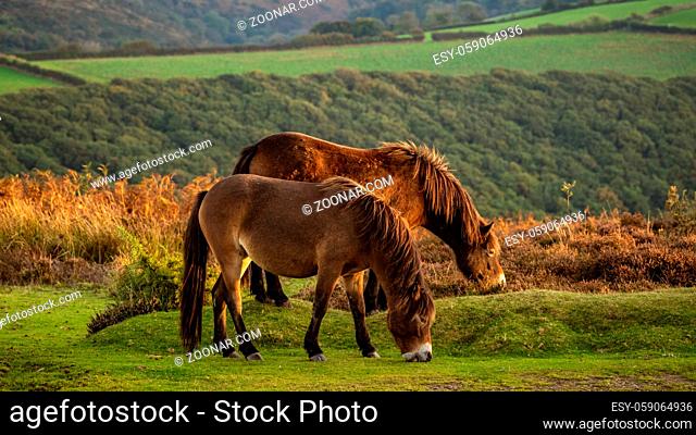 Wild Exmoor Ponies, seen on Porlock Hill in Somerset, England, UK