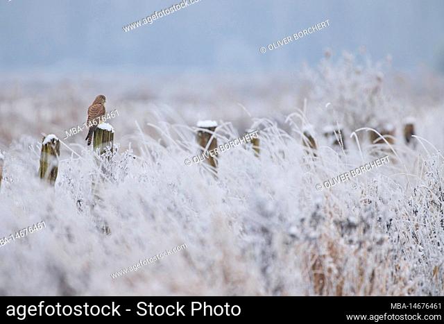 Kestrel, Falco tinnunculus, winter, fence, sit