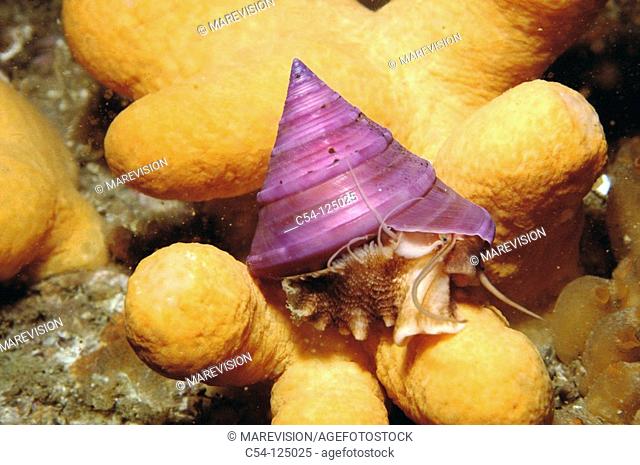 Top shell (Calliostoma zizyphinum). Ria of Vigo, Pontevedra province, Galicia, Spain