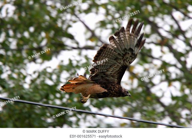 Red tailed Hawk in flight along power line