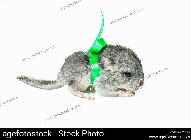 Cute baby chinchilla isolated over white background. Copy space