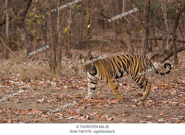 Indian Tiger Bengal tiger Panthera tigris tigris, Bandhavgarh National Park, Madhya Pradesh state, India, Asia