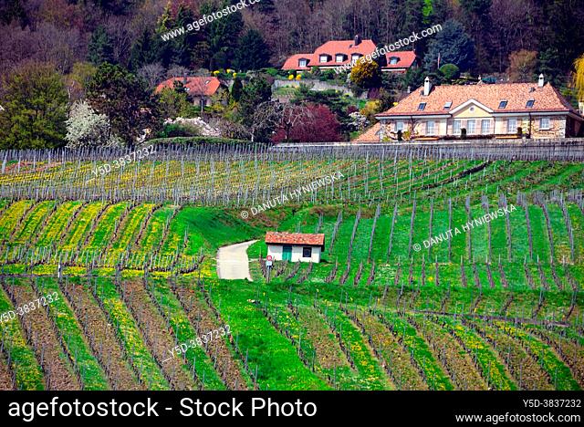 Landscape with vineyards and forest in spring colors, April, La Cote wine region, La Côte, Bougy-Villars above the town of Rolle, district of Morges
