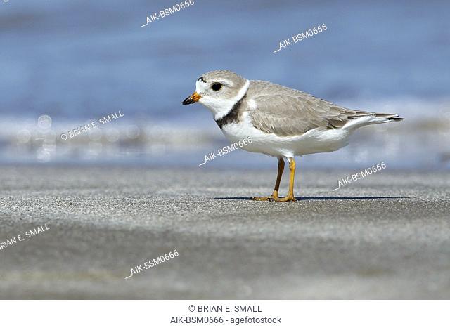Adult Piping Plover (Charadrius melodus) in breeding plumage. Galveston Co., Texas, USA