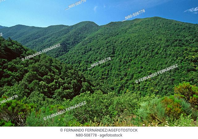 Bosque del 'Avesedo de Donis', Pueblo de Donis, Espacio Natural de la Sierra de Ancares, Lugo province, Galicia. Spain