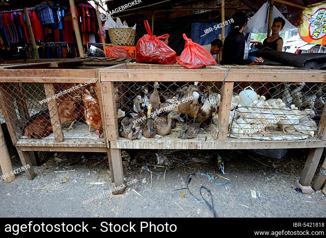 Chickens and ducks for sale, market in Seririt, North Bali, Bali, Indonesia, Asia