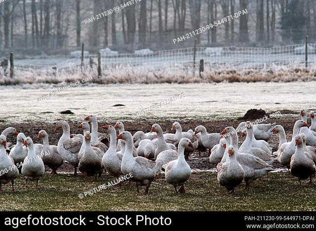 22 December 2021, Lower Saxony, Brunswick: Free-ranging breeding geese move on a pasture. Overlaid by the reports on the Corona pandemic