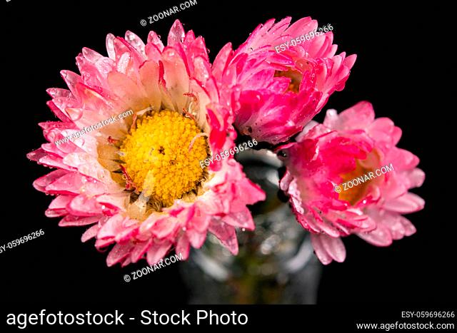 Wet little daisy in a glass vase. Beautiful small flowers picked in the home garden. Dark background