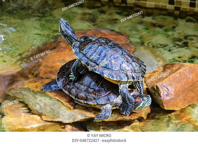 Trachemys scripta elegans. Decorative red-eared turtles are sitting on the rocks in an artificial reservoir. Shallow depth of field