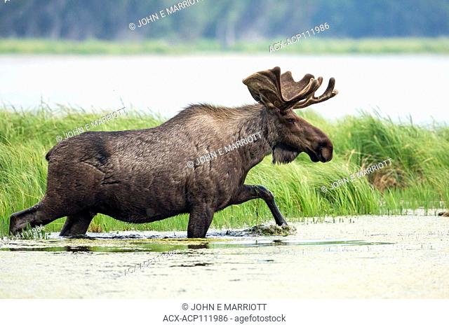 Bull Moose, Alces alces, British Columbia, Canada