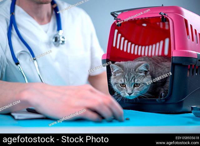 Cat in pet carrier on examination table of veterinarian clinic with pet doctor. Male veterinarian in white medical suit making notes at examination table and...