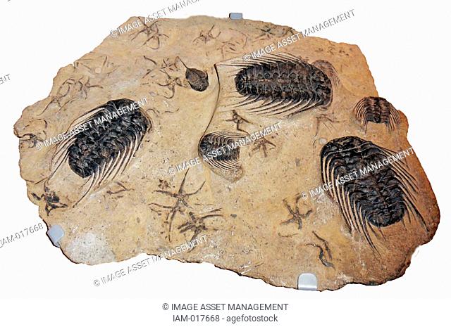 450 million year old trilobites Selenopeltis and Dalamanitina with brittle stars
