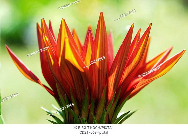 Cape Marigold (Dimorphotheca sinuata)